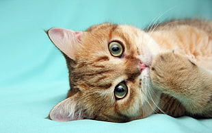 shallow focus photography brown and white tabby kitten